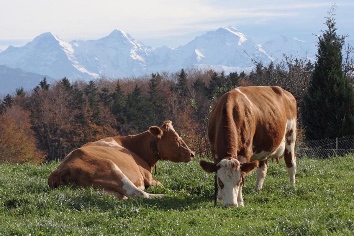 Mountain Home - Ein Aufenthalt Mit Weitblick Niedermuhlern Kültér fotó